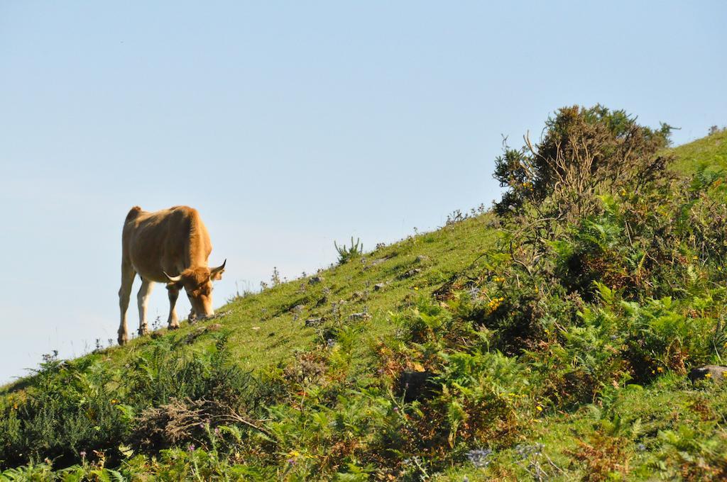 Casa Rural La Riba Sames Εξωτερικό φωτογραφία